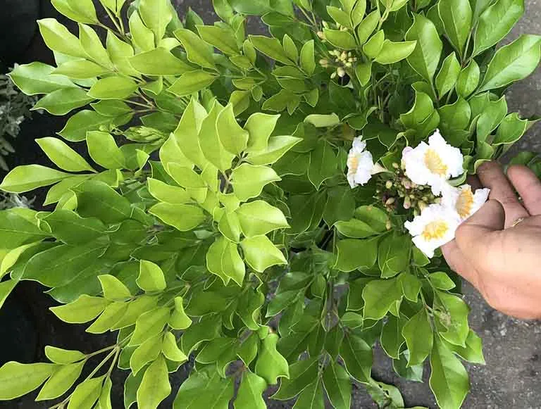 Hoa nguyệt quế tượng trưng cho thịnh vượng