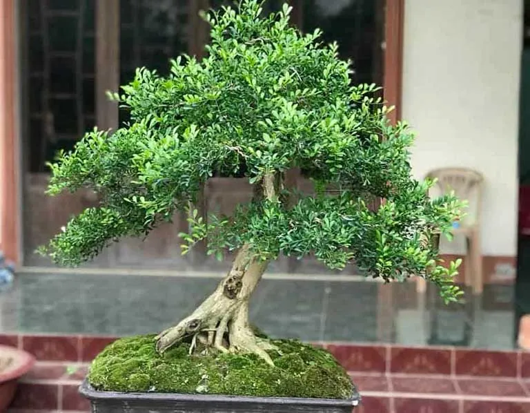 Trồng hoa nguyệt quế mang lại bình an