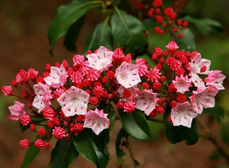 Hoa nguyệt quế màu đỏ