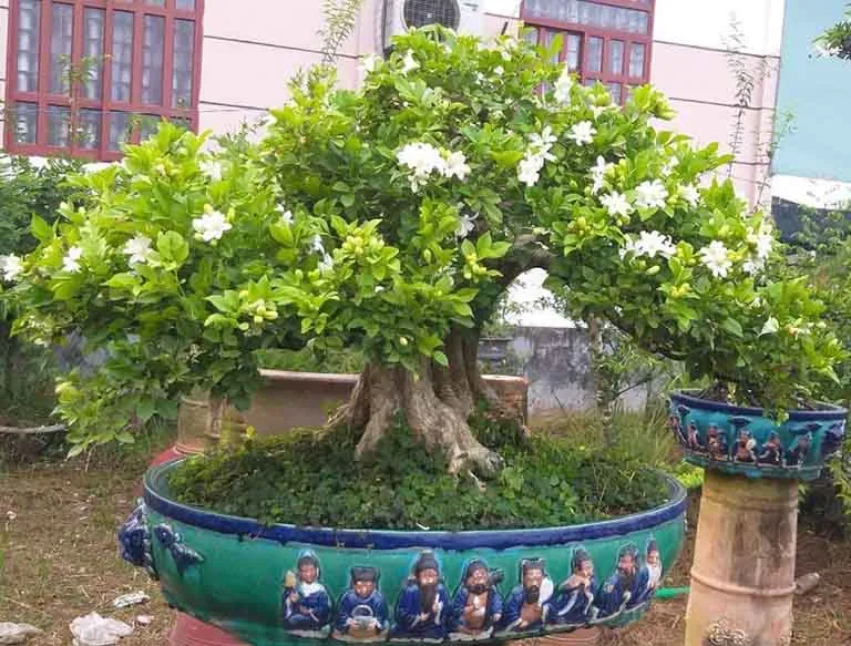 Người tuổi Thân hợp với hoa nguyệt quế