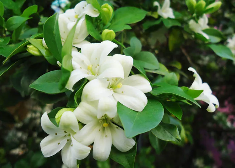 Tặng hoa nguyệt quế trong ngày tốt nghiệp