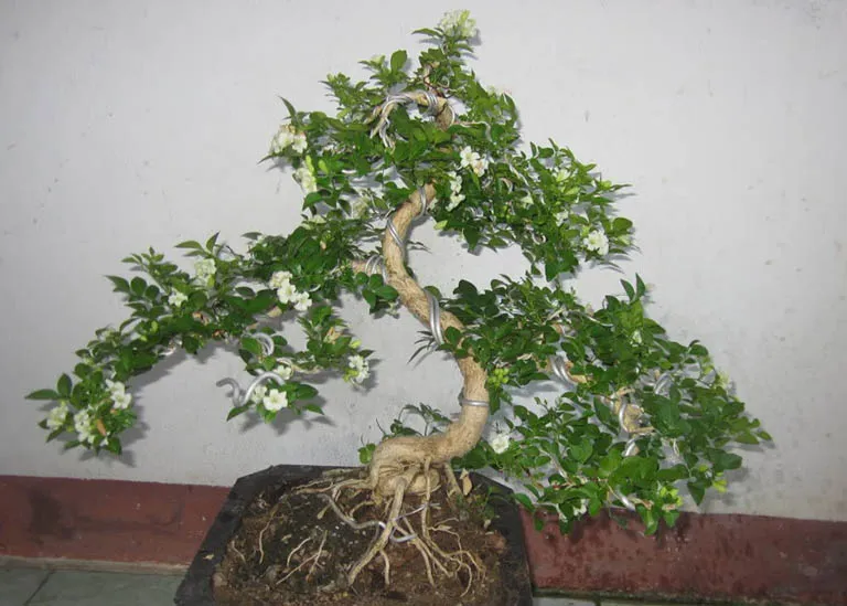 Chăm sóc hoa nguyệt quế tại nhà