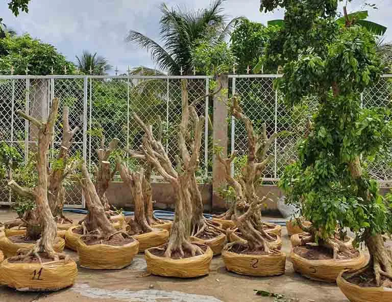 Nguyệt quế thân xoắn độc đáo