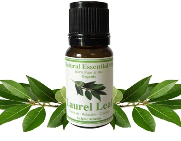 Tinh dầu hoa nguyệt quế có lợi cho sức khỏe