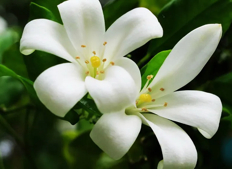 Ý nghĩa hoa nguyệt quế trong văn hóa