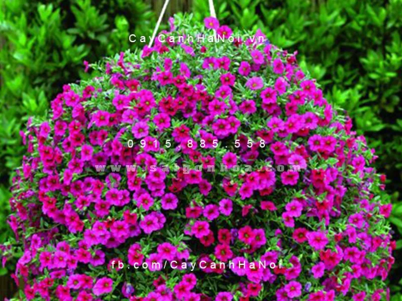 Khám phá biểu tượng phong thủy và tìm hiểu kỹ hơn về việc hoa chuông có ý nghĩa gì đối với gia chủ