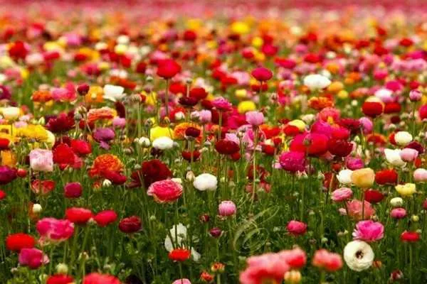 Alt text mô tả ý nghĩa hoa mao lương qua vẻ đẹp hình thái bên ngoài