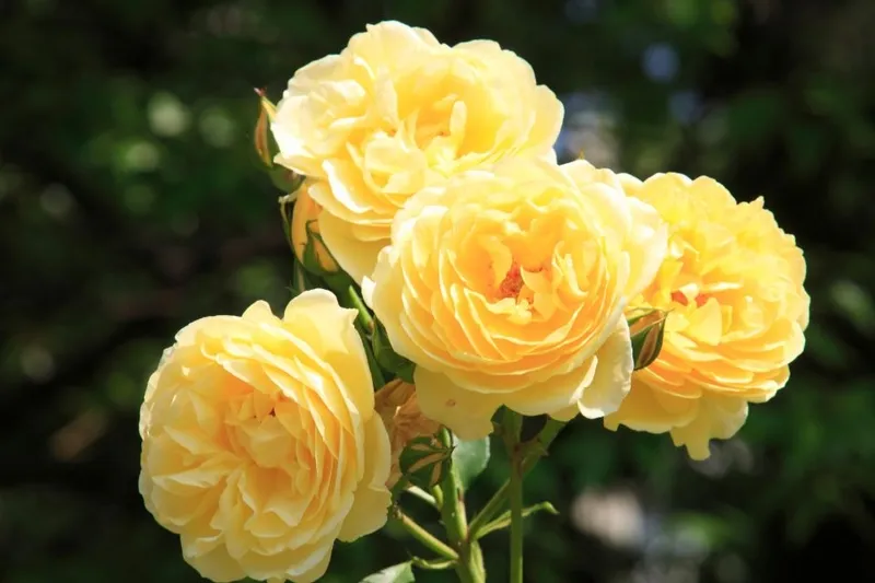 Hoa hồng vàng ý nghĩa trở nên rực rỡ hơn khi được cắm trong không gian sang trọng