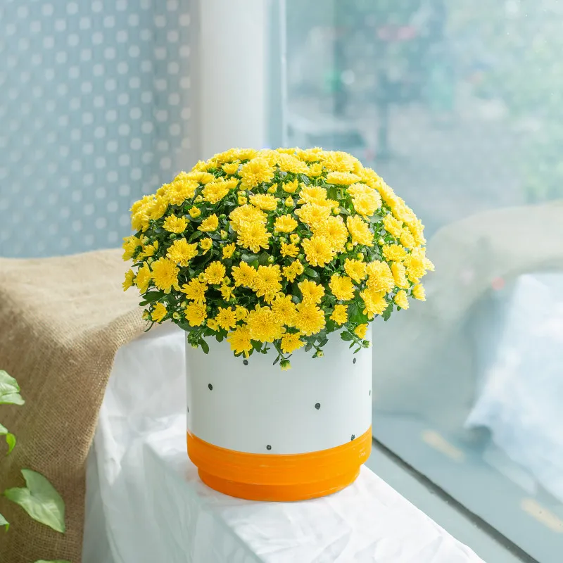 Cúc hoàn cầu vàng biểu tượng cho sự viên mãn và tròn đầy