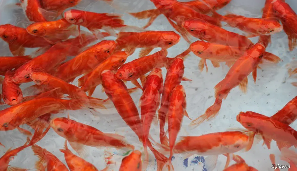 Mơ thấy cá chép đỏ đánh con gì là chính xác nhất? Nên đánh số nào? - 1