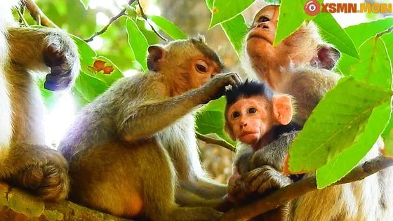 Giải mã ý nghĩa tâm linh khi nằm mơ thấy con khỉ và điềm báo cát hung