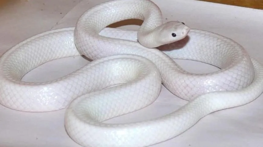 Chiêm bao thấy rắn trắng bò vào hang ổ