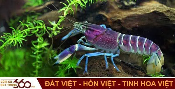 Hình ảnh minh họa về các điềm báo khi nằm mơ thấy tôm