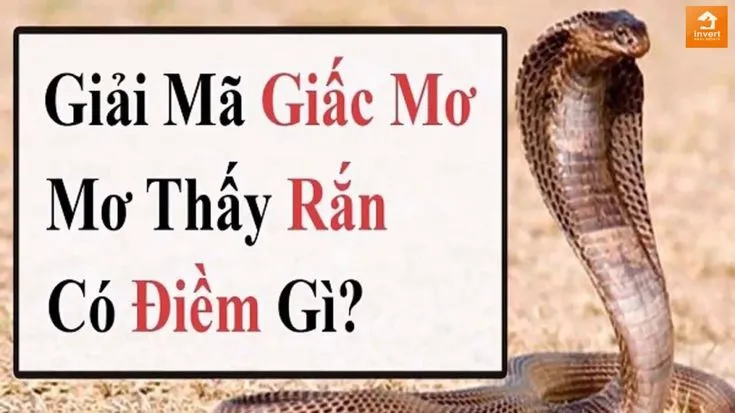 Nằm mơ thấy rắn hổ mang chúa đánh con gì - Giải mã và ý nghĩa của giấc mơ