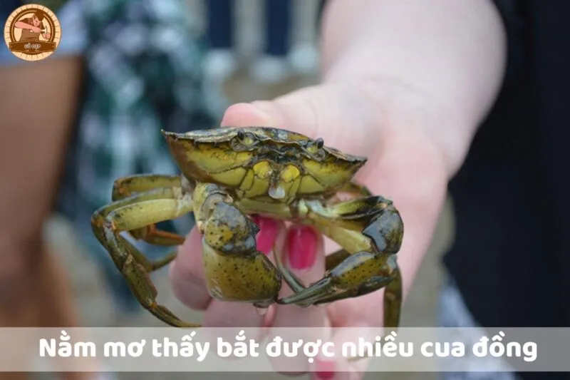 Nằm mơ thấy bắt cua đồng đánh con gì: Giải mã điềm báo và con số may mắn