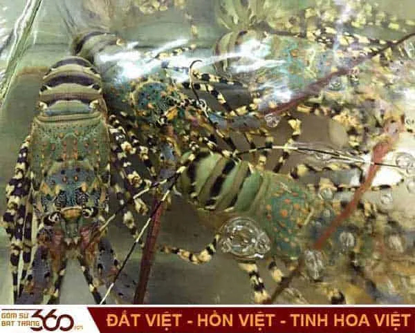 Giải mã ý nghĩa tâm linh khi nằm mơ thấy tôm hùm bơi lội