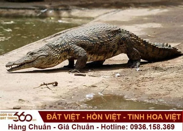 Việc tìm hiểu các con số may mắn khi mơ thấy cá sấu giúp nhiều người cảm thấy an tâm hơn