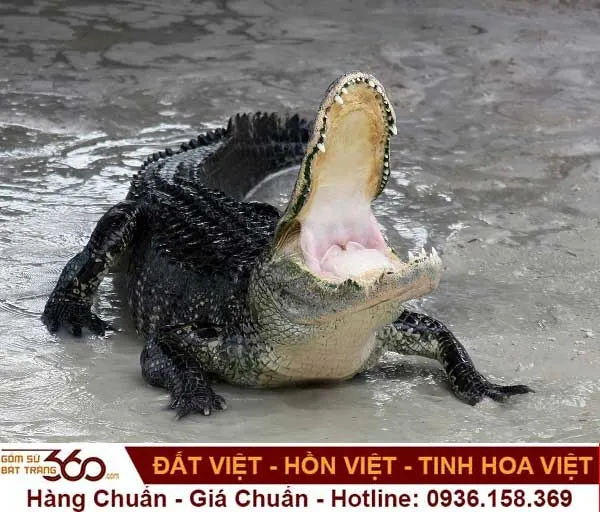 Giấc mơ cá sấu rượt đuổi thường mang lại những thông điệp về sự nỗ lực và thành công sắp tới