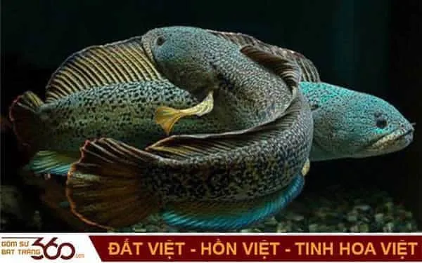 Những con số may mắn khi mơ thấy cá lóc