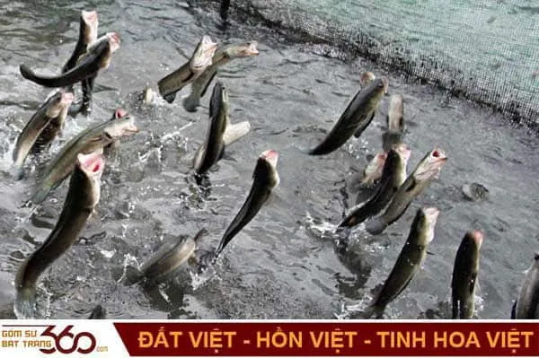 Tâm linh và ý nghĩa của việc mơ thấy cá lóc