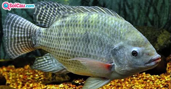 Giải mã giấc mơ thấy cá rô đánh con gì để gặp may mắn?