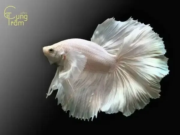 Mô tả hình ảnh giấc mơ thấy cá trắng chết và các con số may mắn liên quan