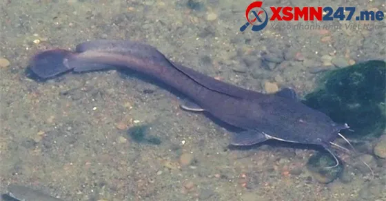 Giải mã bí ẩn các con số may mắn liên quan đến giấc mơ thấy cá trê