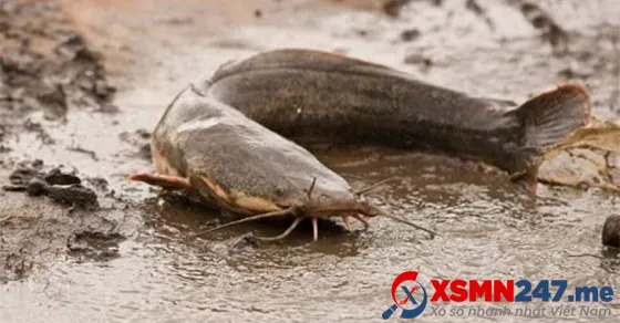 Mô tả ý nghĩa tâm linh khi nằm mơ thấy cá trê trong cuộc sống