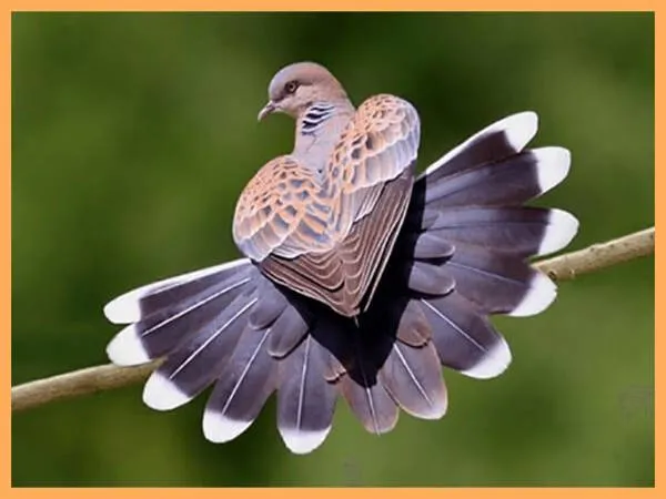 Giải mã điềm báo khi mơ thấy chim cu gáy và những con số may mắn