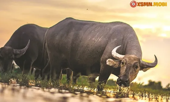 Giải Mã Giấc Mơ Thấy Con Trâu: Điềm Báo & Con Số May Mắn Theo Phong Thủy NaBei 3 Hình ảnh minh họa cho giấc mơ thấy con trâu