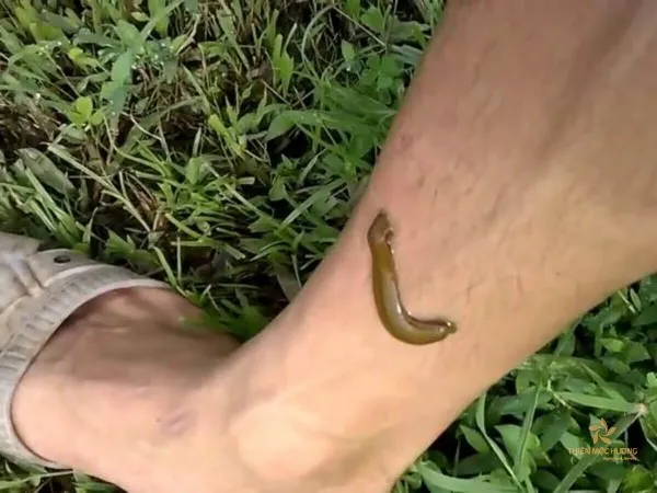 Mơ thấy đĩa bám vào chân