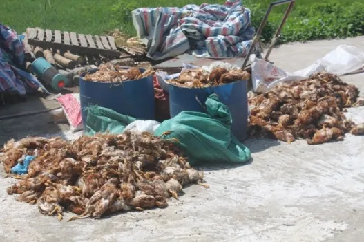 Cảnh giác với những biến động không lường trước khi thấy gà chết do dịch bệnh