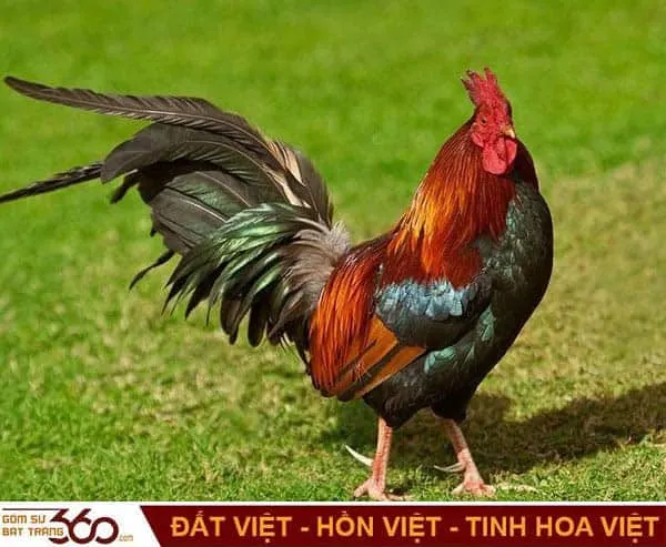 Mỗi giấc mơ thấy gà trống đều mang 1 ý nghĩa nhất định