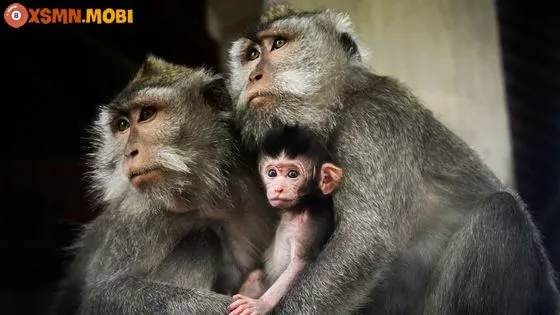 Bí ẩn đằng sau giấc mơ thấy khỉ và những con số may mắn mang lại tài lộc