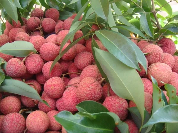 Quả vải chín đỏ mang lại năng lượng tích cực và điềm báo về sự thịnh vượng trong tương lai