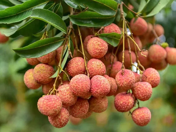 Hình ảnh quả vải trong giấc mơ là tấm gương phản chiếu tâm thế và vận trình tài lộc của gia chủ