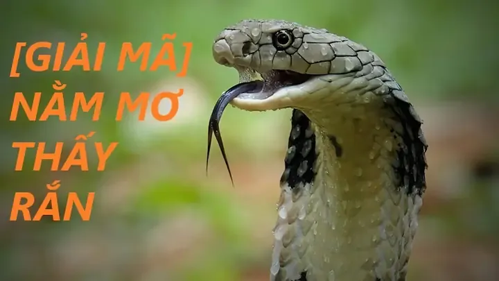 Ý nghĩa tâm linh khi thấy rắn cạp nong trong giấc mơ và điềm báo tài lộc