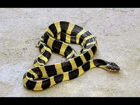 Giải mã giấc mơ thấy rắn cạp nong đánh con gì chính xác nhất giúp người đọc an tâm