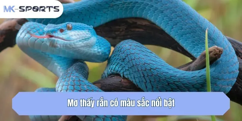 Mơ thấy rắn có màu sắc nổi bật