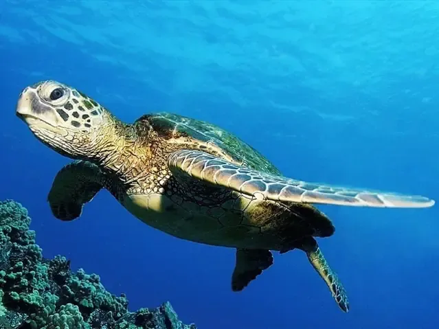 Mơ Thấy Rùa Là Điềm Tốt Hay Xấu? Thông Điệp Giấc Mơ Thú Vị Mang …