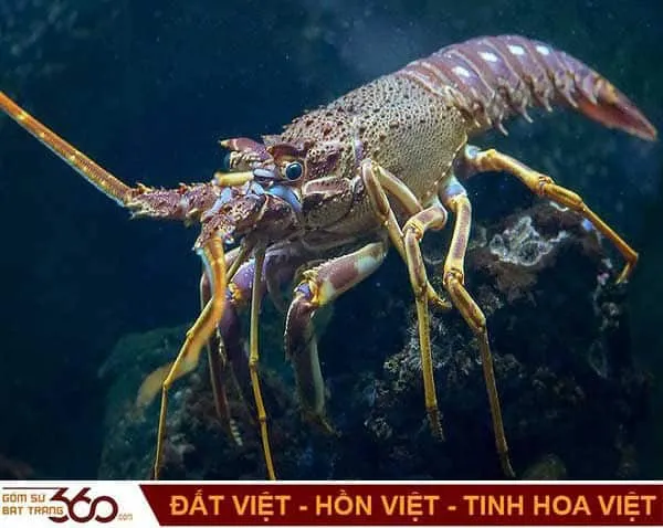 Tư vấn các con số may mắn khi nằm mơ thấy tôm hùm to