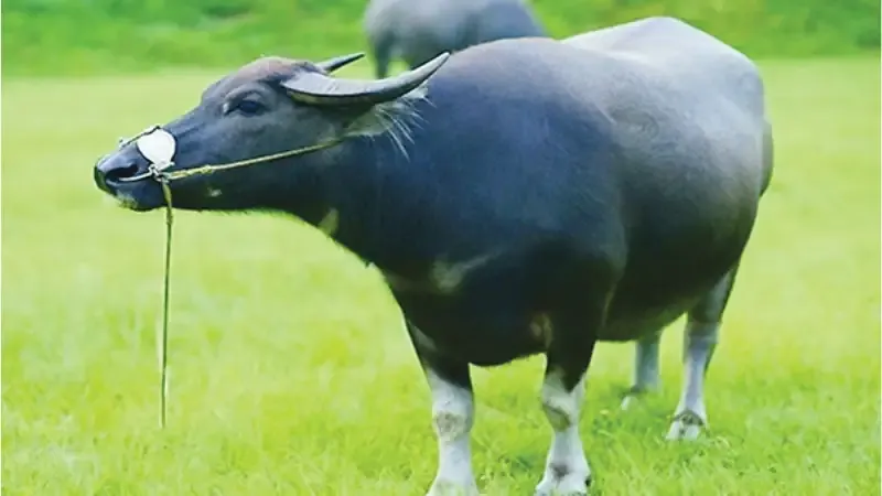 Hình ảnh trâu đen đại diện cho sức mạnh nội lực và những cơ hội phát triển bản thân