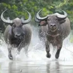 Hình ảnh con trâu mang ý nghĩa tâm linh và phong thủy sâu sắc báo hiệu điềm lành