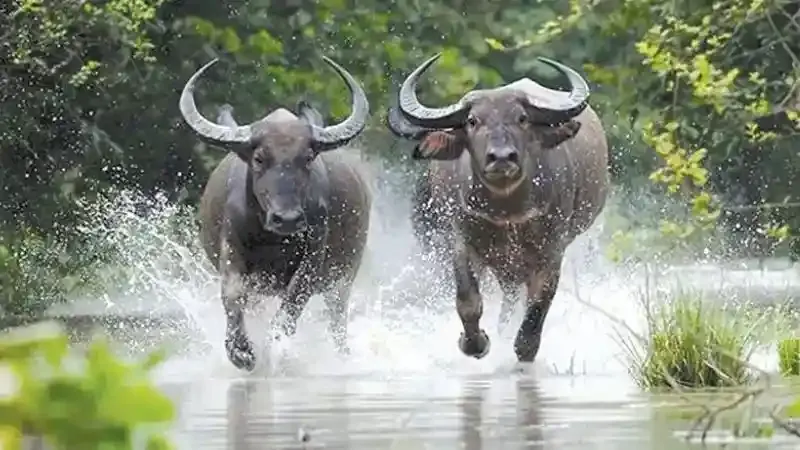 Hình ảnh con trâu mang ý nghĩa tâm linh và phong thủy sâu sắc báo hiệu điềm lành