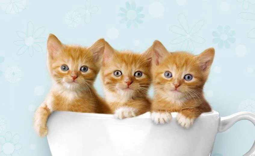 Nằm mơ thấy 3 con mèo con đem tới tin tốt lành