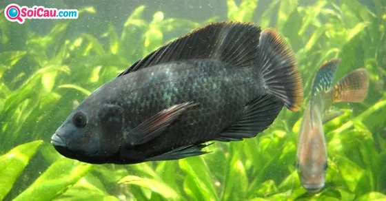 Nằm mơ thấy cá rô là điềm báo gì trong phong thủy?