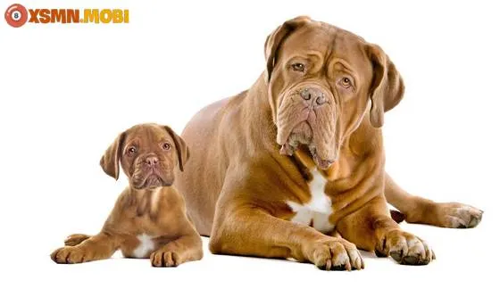 Mơ thấy chó báo hiệu điềm gì trong phong thủy?