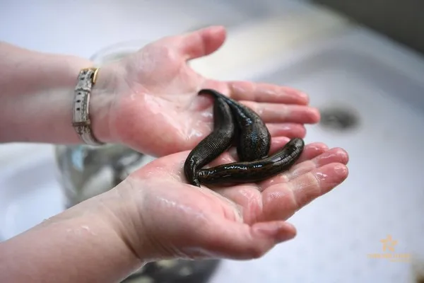 Nằm mơ thấy đĩa cắn là dự báo không tốt