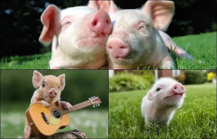 Mơ thấy heo thường mang lại những điềm báo về tài lộc và sự viên mãn trong cuộc sống