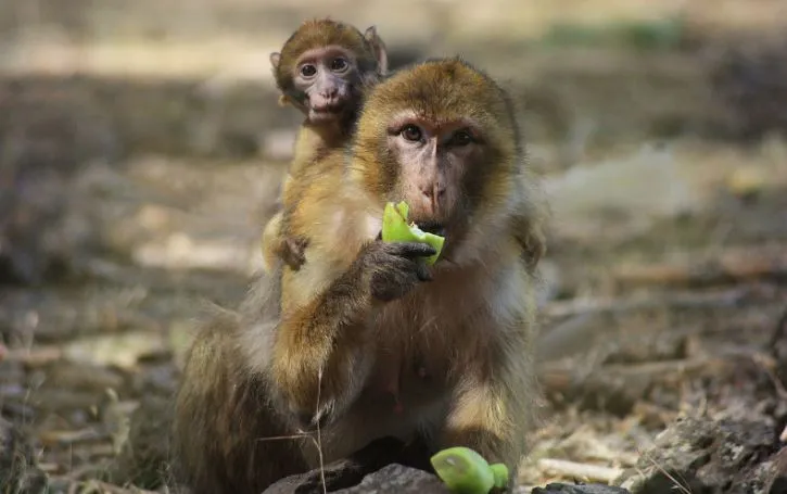 Nằm mơ thấy con khỉ đánh số mấy để gặp may mắn